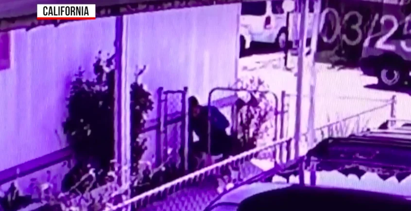 Ruba un cucciolo di carlino. Il video lo inchioda